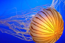medusa-agua-viva.jpg
