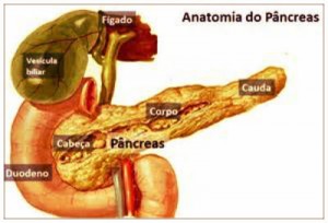 Pâncreas: anatomia, funções e doenças.