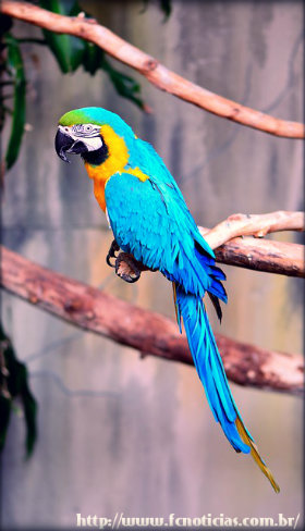 Arara de barriga amarela em extinção