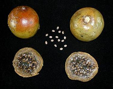 Fruto do apuruí. (Foto: Reprodução)