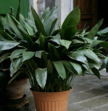 Aspidistra Aspidistra