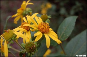 Plantas do Pantanal ameaçadas de extinção