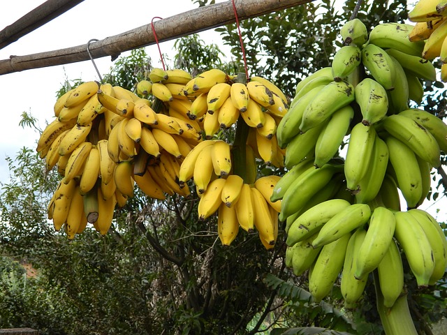 Bananas