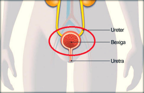 Órgãos do corpo humano e suas funções