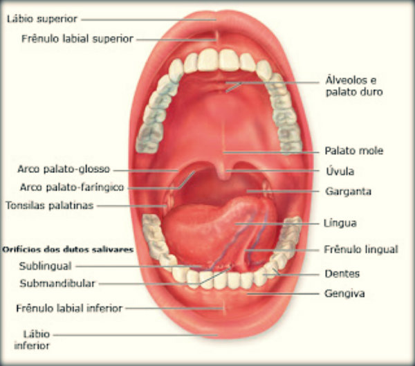 Órgãos do corpo humano e suas funções