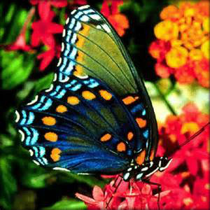 Características de uma borboleta