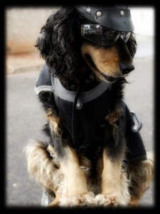 Dicas de como transportar cachorro em motos.