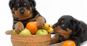 Dicas de frutas para cães