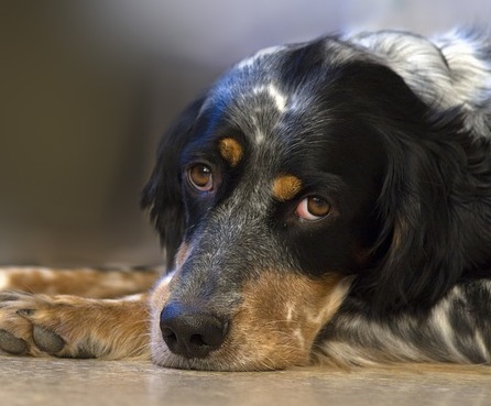 Epilepsia canina: sintomas e tratamentos