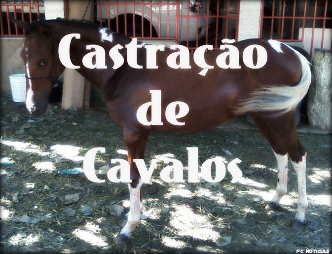 Castraçao de cavalo