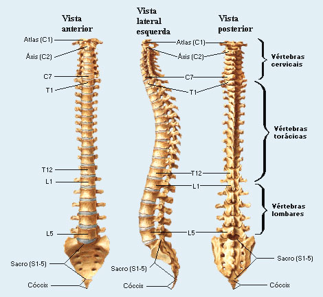 Coluna vertebral