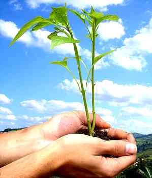 Como preservar o meio ambiente?