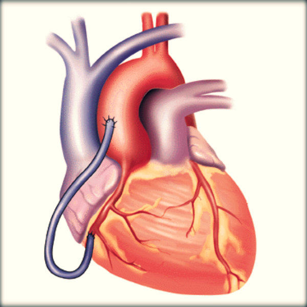 Resumo anatomia humana