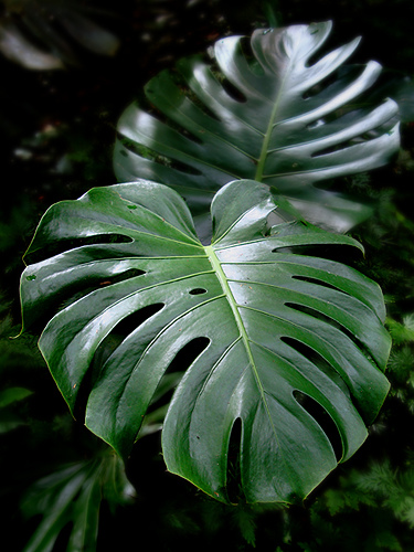 Costela de Adão Costela de Adão