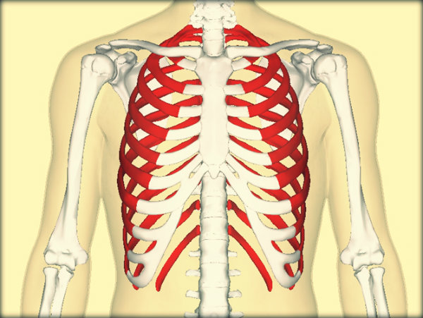 Órgãos do corpo humano e suas funções