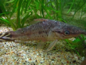 Peixe com a doença Costia