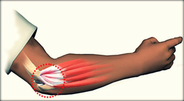 Órgãos do corpo humano e suas funções