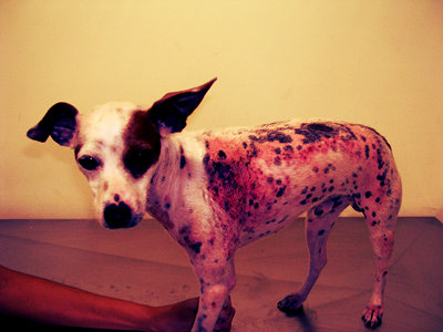 Causas, sintomas e tratamento das alergias caninas.