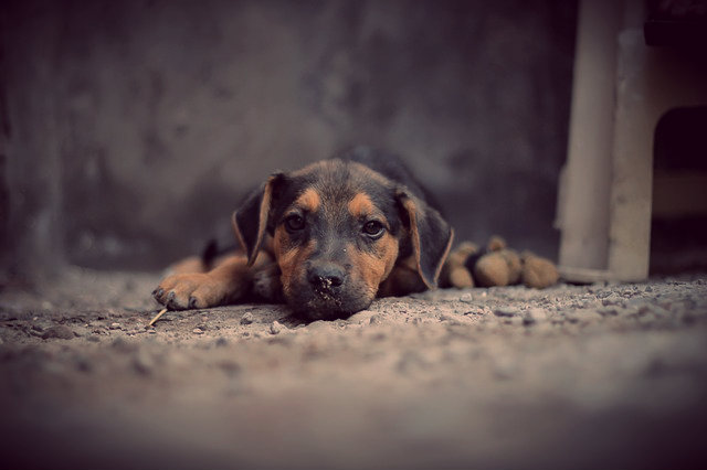 Animais com depressão, causas, sintomas, tratamento e dicas.