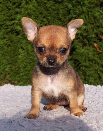 Como educar cachorro urinar