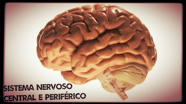 Funções e singularidades do sistema nervoso central e periférico.