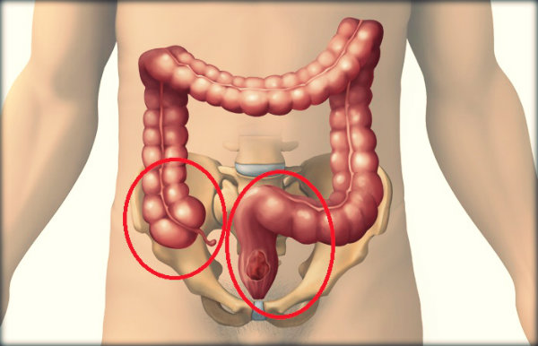 Órgãos do corpo humano e suas funções