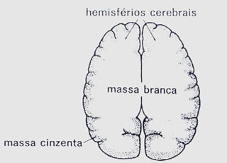 Diferença entre a substância branca para a cinzenta.