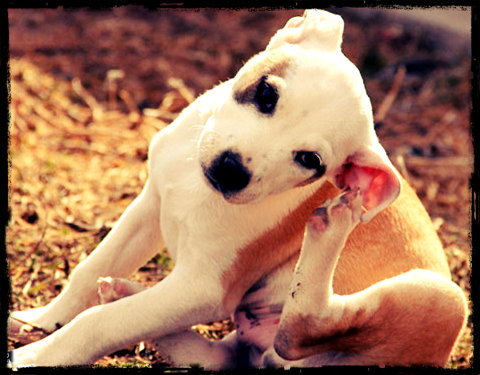 Otite canina, causas, sintomas, tratamento, prevenção e dicas de higienização.