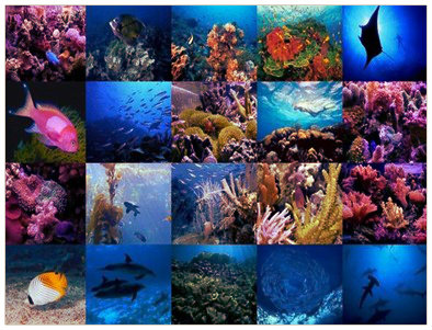 Importância do ecossistema e seus consumidores.