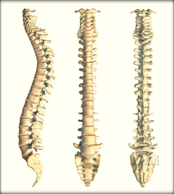 Órgãos do corpo humano e suas funções