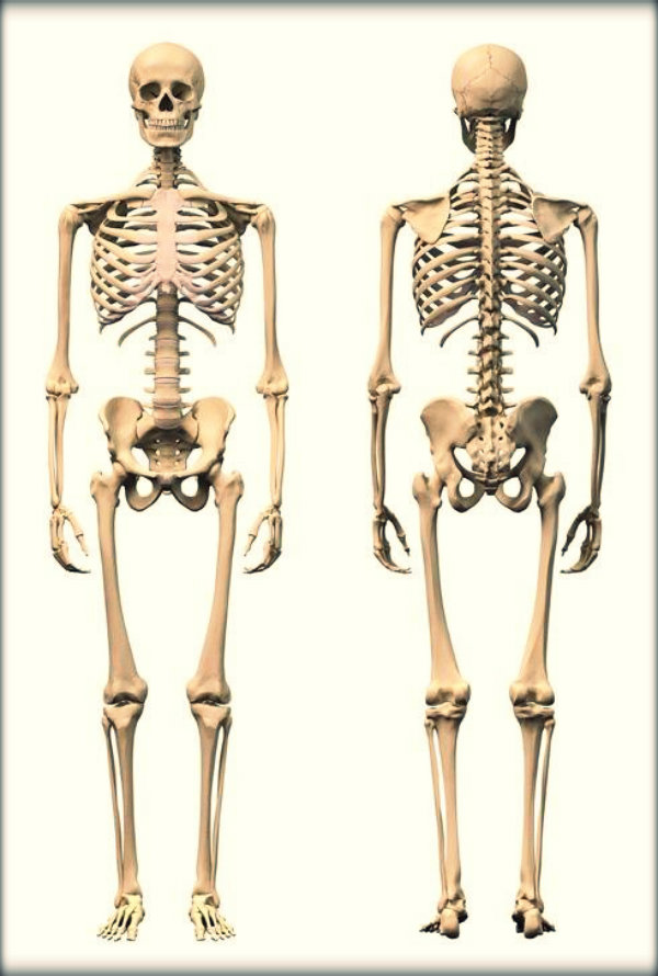 Órgãos do corpo humano e suas funções