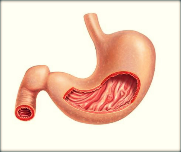 Órgãos do corpo humano e suas funções