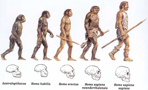 Evolução dos primatas, do macaco ao homem. (Foto: Reprodução)