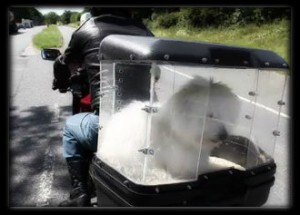 Dicas de como transportar cachorro em motos.