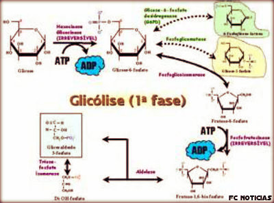 Qual o ponto central no catabolismo da glicose