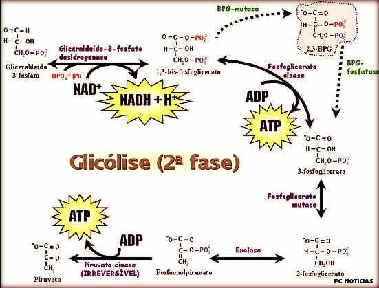 Qual o ponto central no catabolismo da glicose