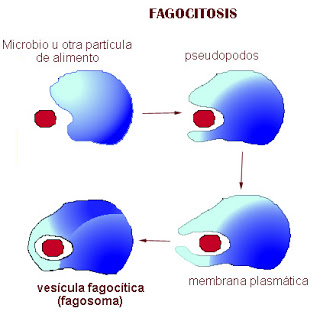 Fagocitosis Fagocitose