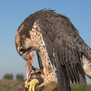 Falcão-peregrino se alimentando