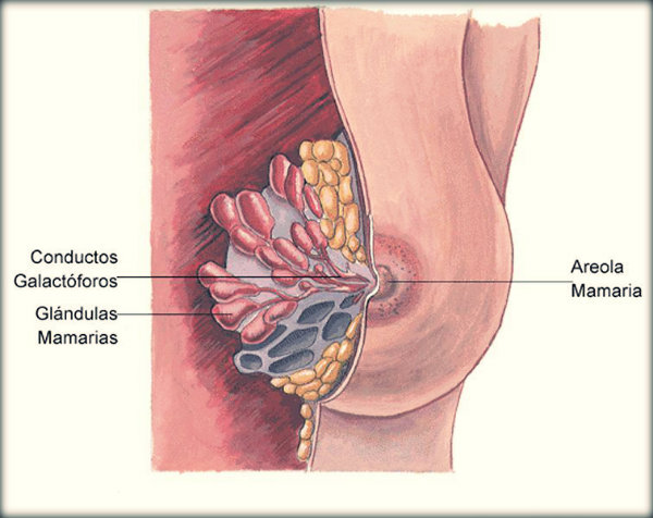 Órgãos do corpo humano e suas funções