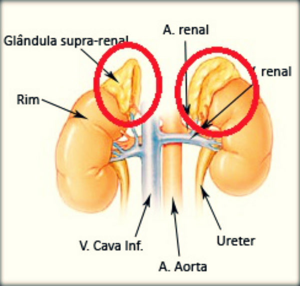 Órgãos do corpo humano e suas funções