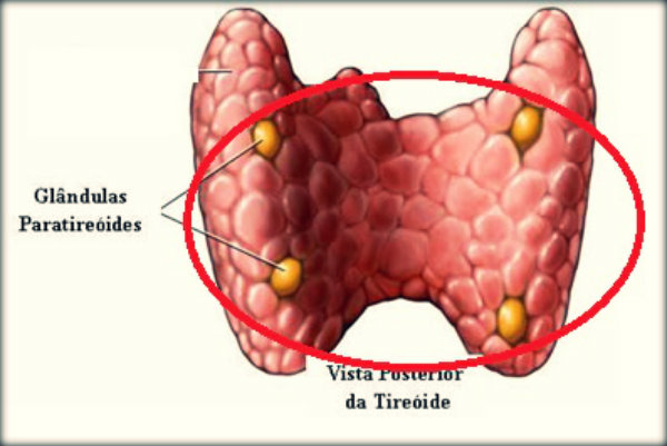 Órgãos do corpo humano e suas funções
