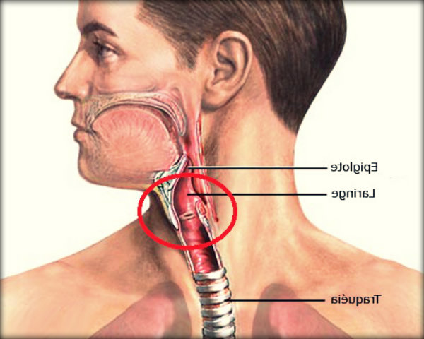 Órgãos do corpo humano e suas funções