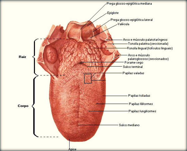Órgãos do corpo humano e suas funções
