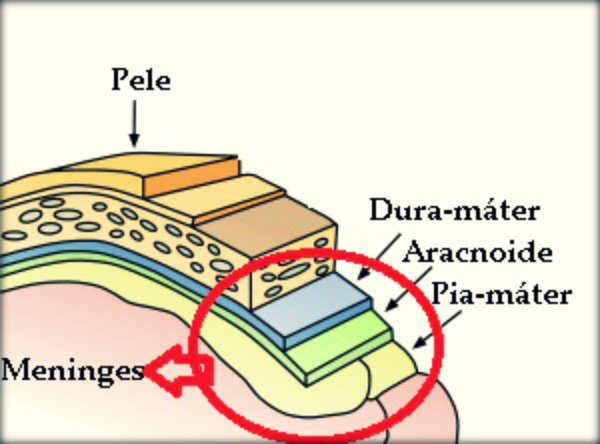 Órgãos do corpo humano e suas funções