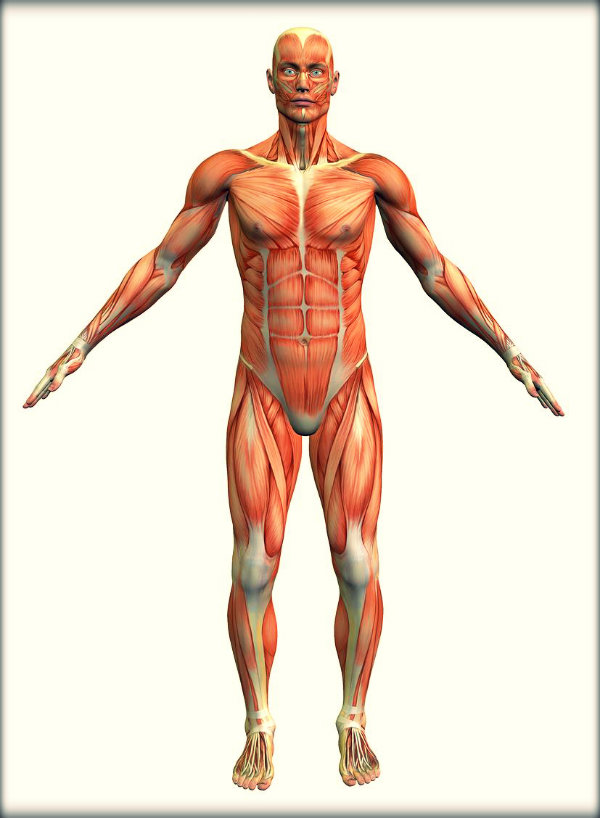 Órgãos do corpo humano e suas funções