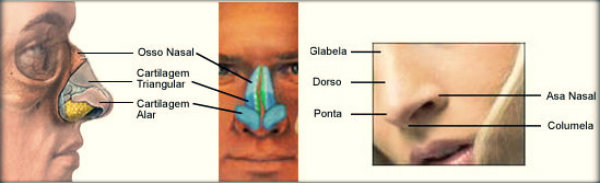 Órgãos do corpo humano e suas funções