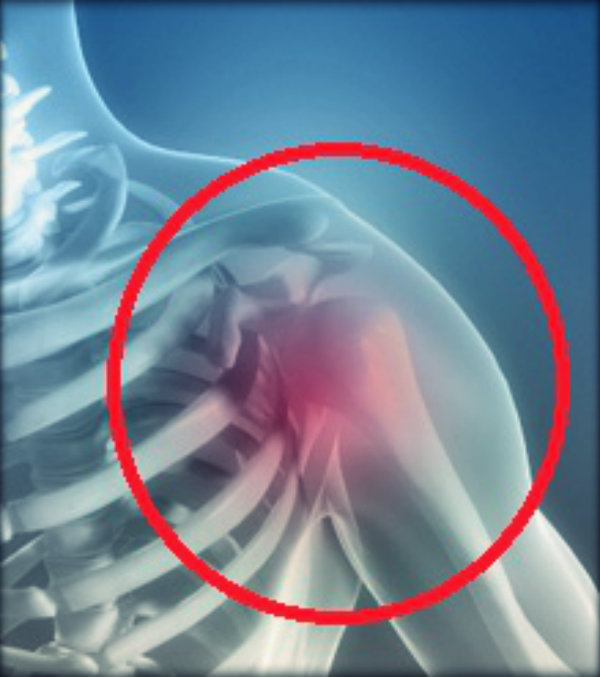 Órgãos do corpo humano e suas funções