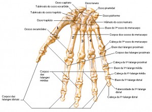 Ossos do corpo humano - Partes, Função e Nomes - Fc Noticias