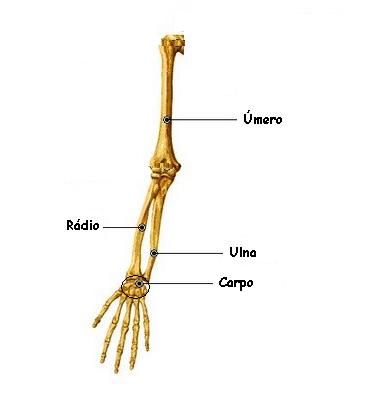 Ossos do braço