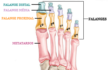 Ossos dos dedos do pé